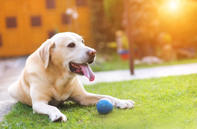single white dog with ball in yard