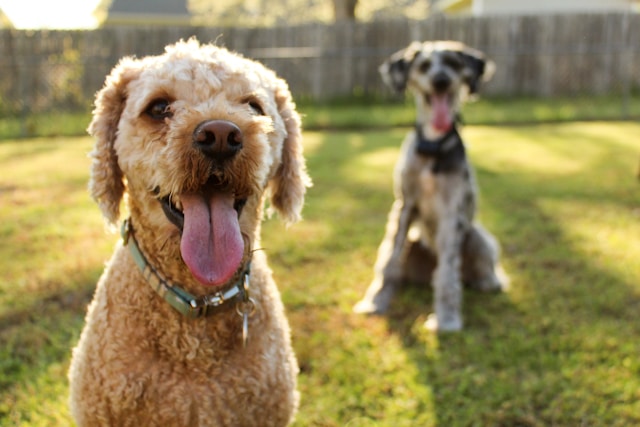 two dogs in yard