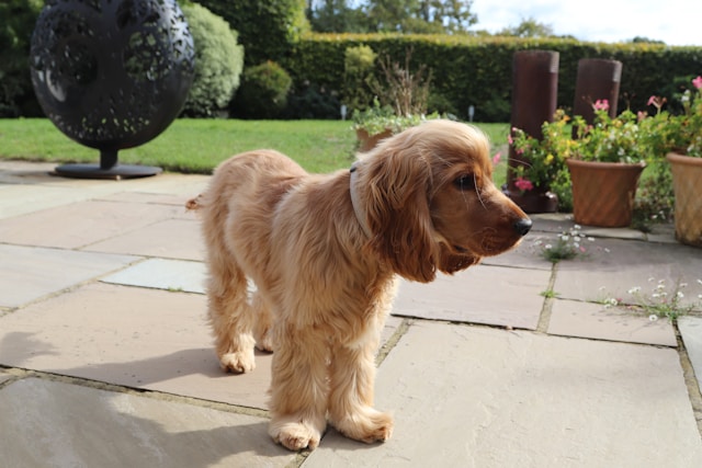 single dog on brick patio