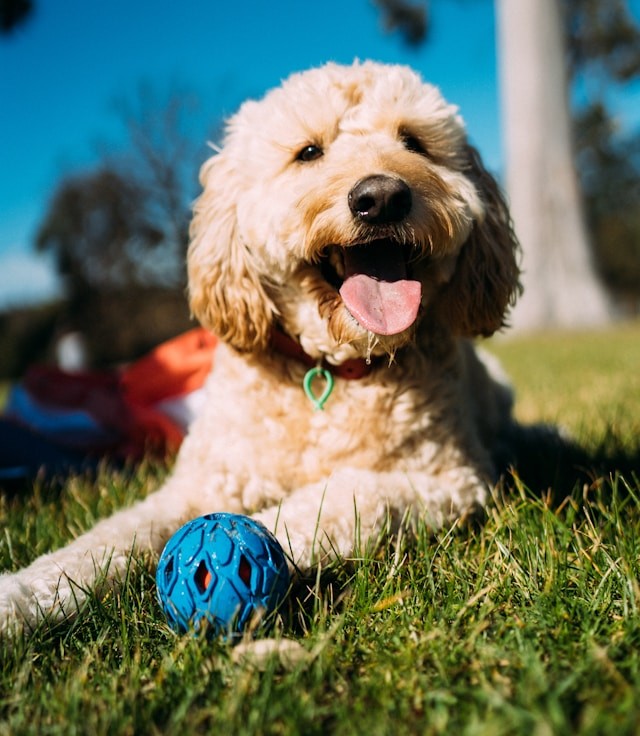 small dog with ball shorter height